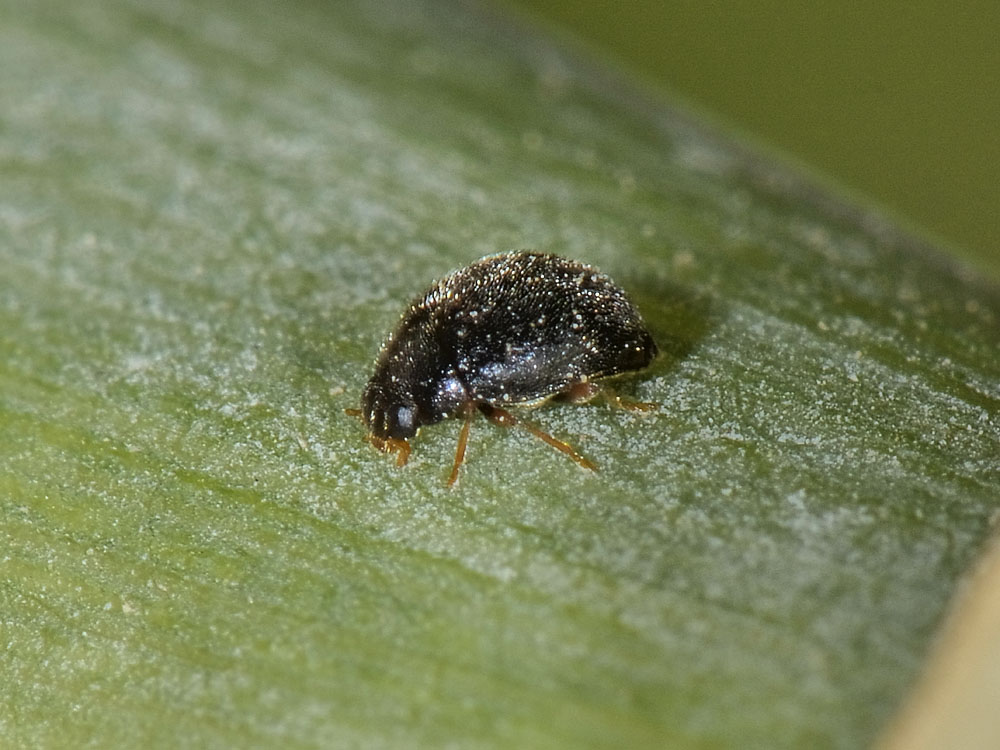 Coccinellidae: Scymnus cfr. femoralis? S.